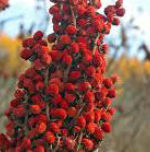 farm-sumac