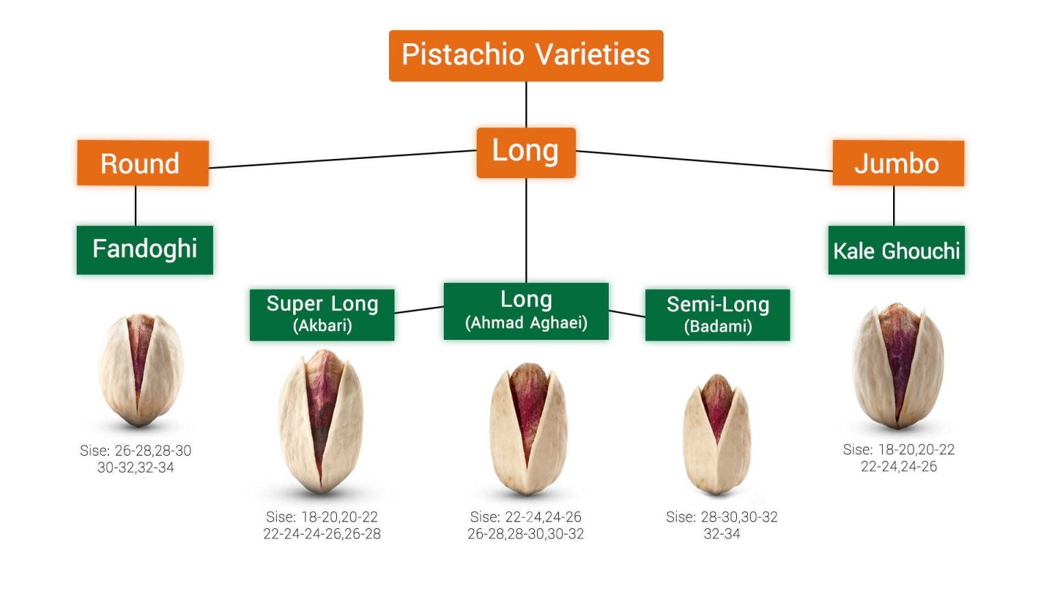 Humban-pistachios-varieties